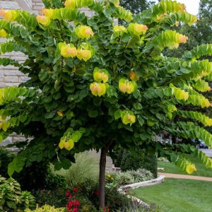 judášovec kanadský 150-175cm,cercis canadensis rising sun,okrasný strom,dekoratívne listy,solitér,záhrada,park