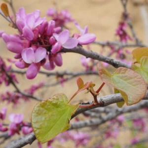 judášovec strukovitý, Cercis siliquastrum, judášovec, judasovec, cercis, judasovec strukovity, judášovec siliquastrum