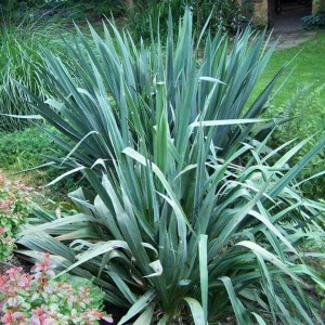 juka filamentosa, yucca filamentosa, juka, yucca, filamentosa, juka vláknitá