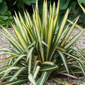 juka flaccida golden sword, yucca flaccida golden sword, juka, yucca, juka golden sword, yucca golden sword, juka flaccida, juka flaccida