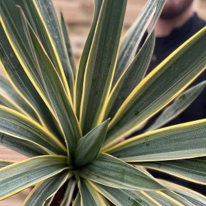 juka gloriosa variegata, yucca gloriosa variegata, juka variegata, yucca variegata, juka, yucca