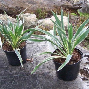 juka gloriosa variegata, yucca gloriosa variegata, juka variegata, yucca variegata, juka, yucca