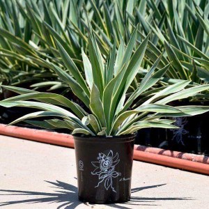 juka gloriosa variegata, yucca gloriosa variegata, juka variegata, yucca variegata, juka, yucca