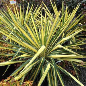 juka flaccida golden sword, yucca flaccida golden sword, juka, yucca, juka golden sword, yucca golden sword, juka flaccida, juka flaccida