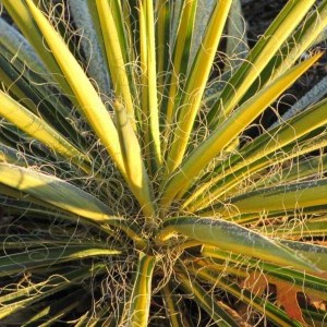 juka flaccida golden sword, yucca flaccida golden sword, juka, yucca, juka golden sword, yucca golden sword, juka flaccida, juka flaccida