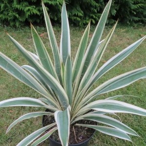 juka ivory tower, yucca filamentosa ivory tower, juka, yucca, juka filamentosa, yucca filamentosa