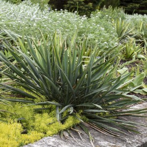 juka filamentosa, yucca filamentosa, juka, yucca, filamentosa, juka vláknitá