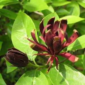 kalykant floridský, calycanthus floridus, kalykant, kalykant floridsky, calycanthus