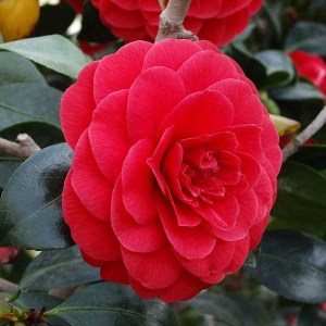 kamélia japonská, kamélia, camellia japonica, kamelia japonska, kamelia