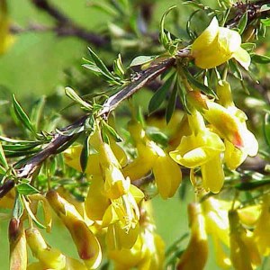 karagana stromovitá pendula, previsnutá, caragana arborescens pendula, karagana, karagana stromovitá, caragana, čimišník