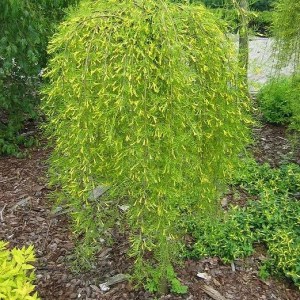 karagana arborescens walker. caragana arborescens walker, karagana, karagana walker