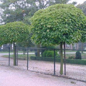 katalpa bignóniovitá, catalpa bignonioides, katalpa, vysoka katalpa