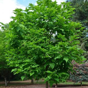 katalpa bignóniovitá, catalpa bignonioides, katalpa, vysoka katalpa