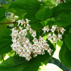 katalpa bignóniovitá, catalpa bignonioides, katalpa, vysoka katalpa