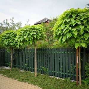 katalpa bignóniovitá nana, catalpa bignonioides nana, katalpa, catalpa, katalpa nana, Katalpa bignóniovitá nana štepená na kmienku 130-150cm