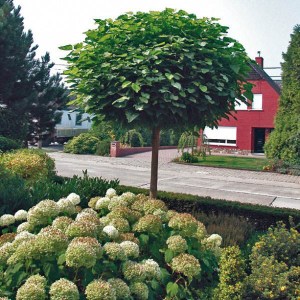 katalpa bignóniovitá nana, catalpa bignonioides nana, katalpa, catalpa, katalpa nana, Katalpa bignóniovitá nana štepená na kmienku 130-150cm