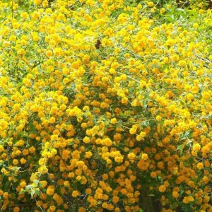 kéria japonská, kerria japonica pleniflora, kéria, keria japonska, keria