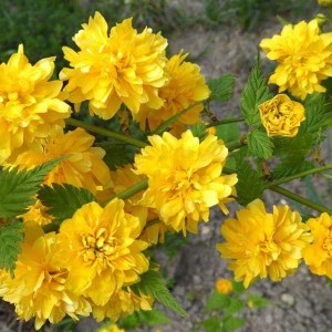 kéria japonská, kerria japonica pleniflora, kéria, keria japonska, keria