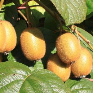 kiwi lahodné jenny, kiwi, kiwi jenny, actinidia jenny, actinidia deliciosa jenny, actinidia jenny, actinidia deliciosa