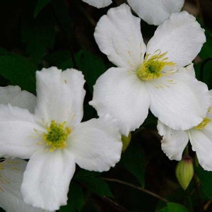 plamienok horský, clematis montana rubens, plamienok , plamienok horsky, clematis, clematis montana, klematis, klematis horský, biely klematis, biely clematis