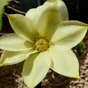 plamienok morning yellow, clematis montana morning yellow, žltý klematis, clematis žltý, klematis morning yellow