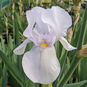 kosatec nemecký biely, iris germanica, kosatec biely, iris