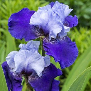 kosatec nemecký modrý, iris germanica, kosatec modry, iris, bordový kosatec,modrý kosatec