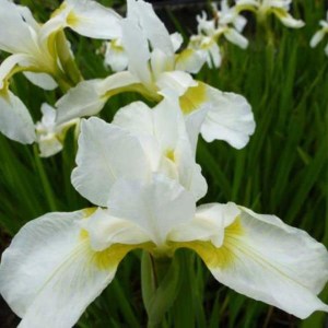 kosatec sibírsky biely, iris sibirica, biely kosatec