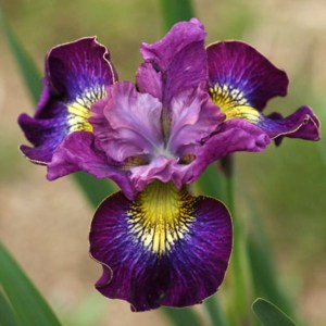 kosatec sibírsky purpurový, iris sibirica