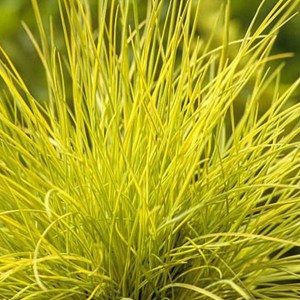 kostrava sivá golden toupee, festuca glauca golden toupee, kostrava golden toupee, žltá kostrava