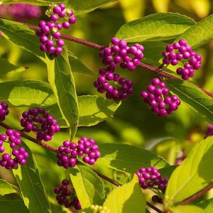 callicarpa bodinieri profusion na kmienku, krásnoplodka bodinieri profusion na kmienku, krásnoplod, callicarpa, krásnoplodka bodinierova profusion, krásnoplodka bodinierova, krásnoplodka na kmienku