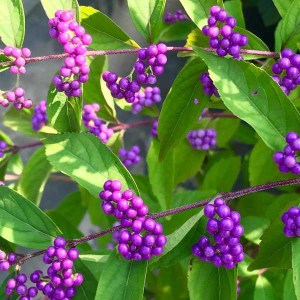 callicarpa bodinieri profusion na kmienku, krásnoplodka bodinieri profusion na kmienku, krásnoplod, callicarpa, krásnoplodka bodinierova profusion, krásnoplodka bodinierova, krásnoplodka na kmienku