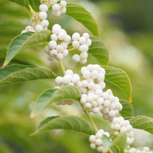 callicarpa bodinieri profusion na kmienku, krásnoplodka bodinieri profusion na kmienku, krásnoplod, callicarpa, krásnoplodka bodinierova profusion, krásnoplodka bodinierova, krásnoplodka na kmienku