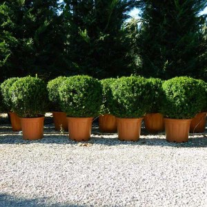 krušpán vždyzelený tvar guľa, buxus sempervirens, krušpán, kruspan, krušpán vždyzelený, kruspan vzdyzeleny, buxus, buxus tvar guľa, krušpán guľa priemer 45cm