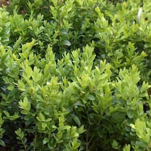 krušpán vždyzelený, buxus sempervirens, krušpán, kruspan, krušpán vždyzelený, kruspan vzdyzeleny, buxus, krušpán 120-140cm