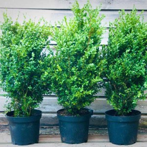 krušpán vždyzelený, buxus sempervirens, krušpán, kruspan, krušpán vždyzelený, kruspan vzdyzeleny, buxus, krušpán 30-40cm