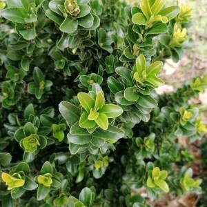 krušpán vždyzelený, buxus sempervirens, krušpán, kruspan, krušpán vždyzelený, kruspan vzdyzeleny, buxus, krušpán 50-70cm