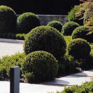 krušpán vždyzelený tvar guľa, buxus sempervirens, krušpán, kruspan, krušpán vždyzelený, kruspan vzdyzeleny, buxus, buxus tvar guľa, krušpán tvar guľa priemer 60cm