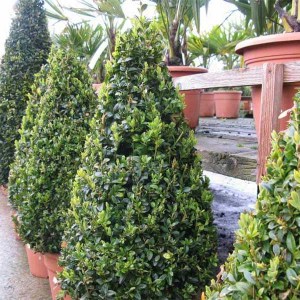 krušpán vždyzelený tvar kužeľ, buxus sempervirens, krušpán, kruspan, krušpán vždyzelený, kruspan vzdyzeleny, buxus, buxus tvar kužeľ 70cm