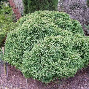 kryptoméria japonská elegans eiridis, cryptomeria japonica elegans viridis, kryptoméria, kryptoméria japonská, kryptomeria