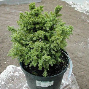 kryptoméria japonská globosa nana, cryptomeria japonica globosa nana, kryptoméria, kryptoméria japonská, kryptomeria