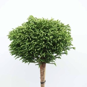 kryptoméria japonská globosa nana, cryptomeria japonica globosa nana, kryptoméria, kryptoméria japonská, kryptomeria