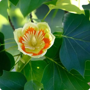 ľaliovník tulipánokvetý 150-200cm, liriodendron tulipifera, laliovnik tulipanokvety, laliovnik, liliodendrón