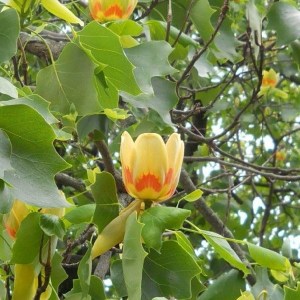 ľaliovník tulipánokvetý 300-350cm, liriodendron tulipifera, laliovnik tulipanokvety, laliovnik, liliodendrón