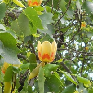 ľaliovník tulipánokvetý 300-350cm, liriodendron tulipifera, laliovnik tulipanokvety, laliovnik, liliodendrón