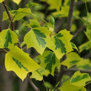 ľaliovník tulipánokvetý aureomarginatum, liriodendron tulipifera aureomarginatum, ľaliovník, laliovnik, ľaliovník aureomarginatum, liriodendron, liriodendron tulipifera