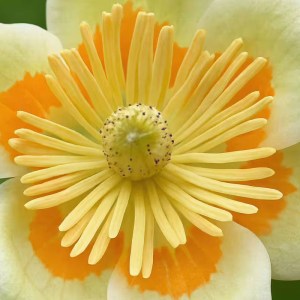 ľaliovník tulipánokvetý Edward Gurszyn, Liriodendron tulipifera Edward Gurszyn, ľaliovník, okrasný strom do záhrady, listnatý okrasný strom, solitérny strom, raritné dreviny, kvitnúce stromy