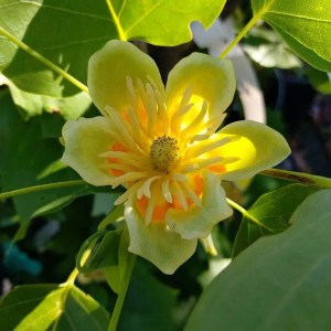 ľaliovník tulipánokvetý fastigiatum, stĺpovitý. liriodendron tulipifera fastigiatum, stĺpovitý ľaliovník