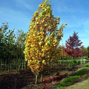 ľaliovník tulipánokvetý fastigiatum, stĺpovitý. liriodendron tulipifera fastigiatum, stĺpovitý ľaliovník