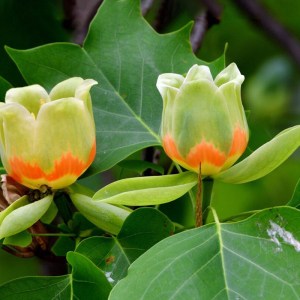 ľaliovník tulipánokvetý tvar viackmeň 250-300cm, liriodendron tulipifera, laliovnik tulipanokvety, laliovnik, liliodendrón
